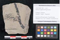 Foto (Objekt + Etikett) von Banksia longifolia Ettingshausen (NHMW-GEO-2024-0188-11467)